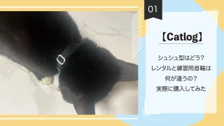 【Catlog】シュシュ型はどう?レンタルと練習用首輪の違いは?実際に購入してみた