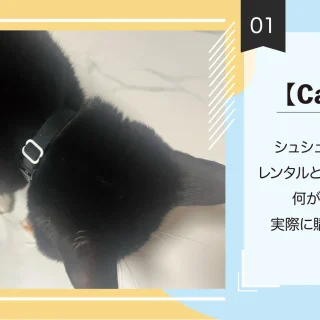 Catlog】シュシュ型はどう？レンタルと練習用首輪の違いは？実際