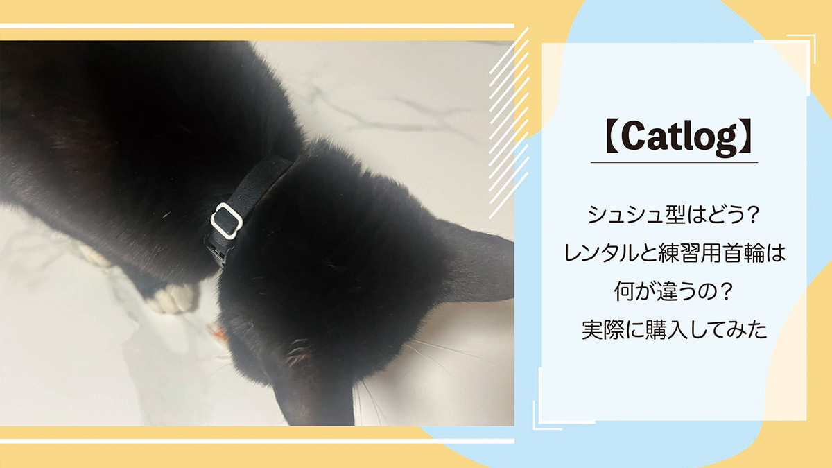 【Catlog】シュシュ型はどう？レンタルと練習用首輪の違いは？実際に購入してみた