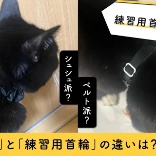 Catlog】レンタルは高い？990円の練習用首輪を実際に購入してみた