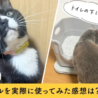 Catlog2】最新モデルの口コミは？実際に使ってみた感想・メリット