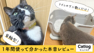 【猫2匹で愛用中】Catlogの口コミは本当?1年間使って分かった本音レビュー