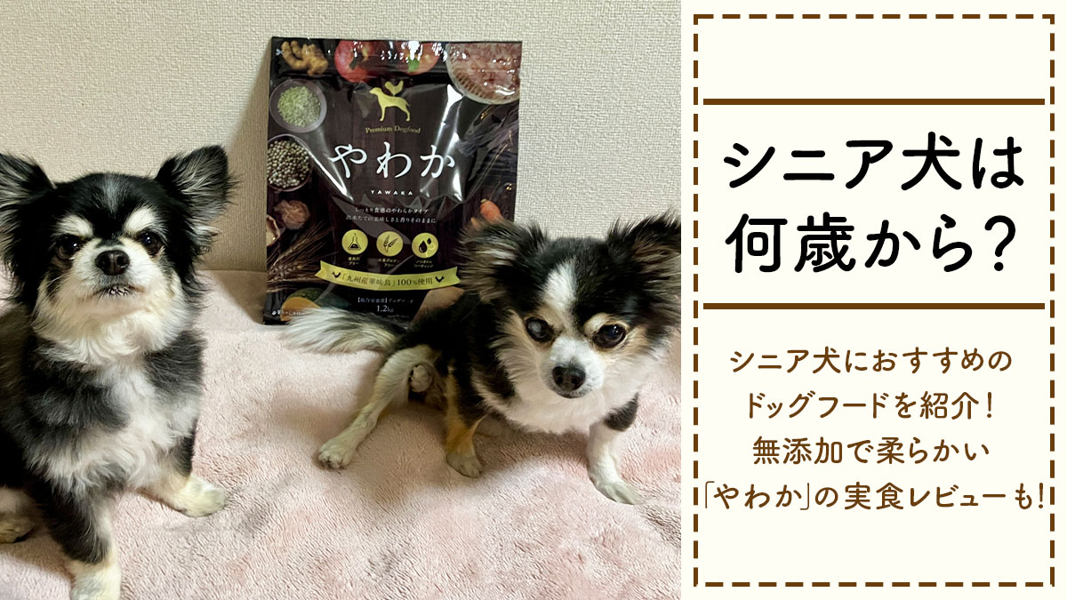 シニア犬は何歳から?無添加で柔らかい「やわか」を愛犬チワワが実際に試してみた!