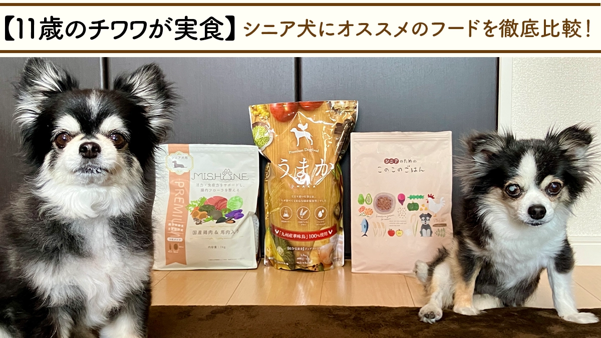 【11歳チワワが実食】シニア犬におすすめのドッグフード3選を徹底比較！