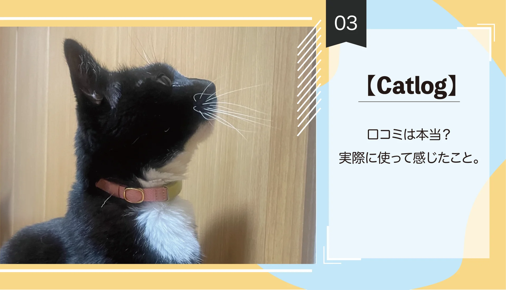 【Catlog】口コミは本当？実際に使って感じたこと。