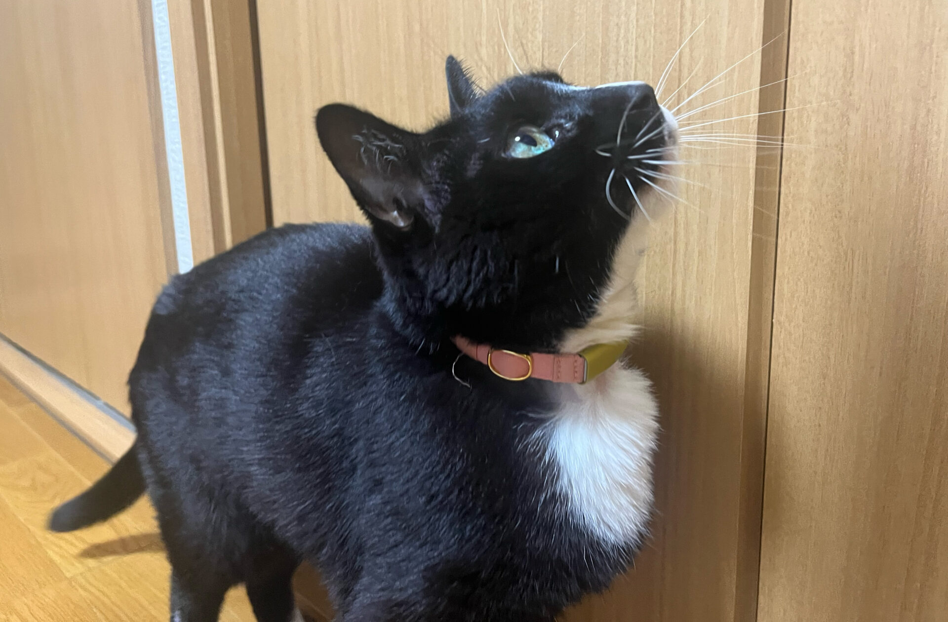 Catlogをつけている猫の写真