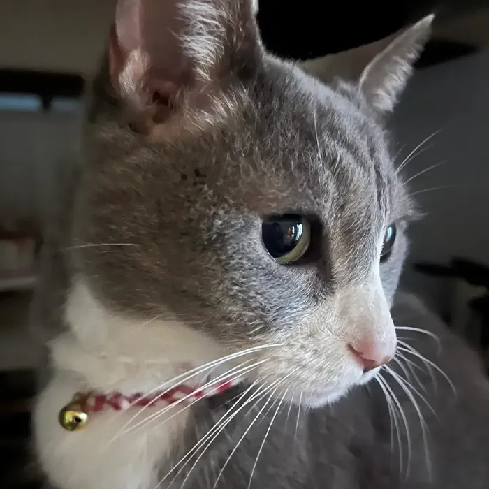 猫(きなこ)の写真