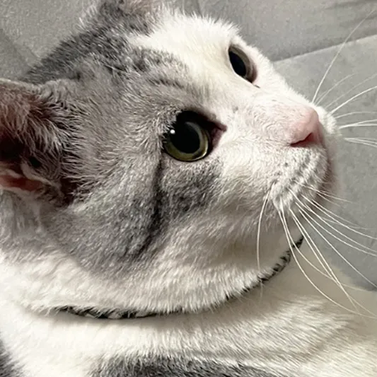 猫(ぐれ)の写真