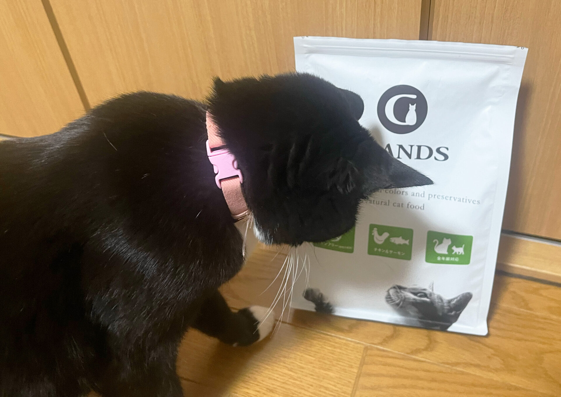 「グランツ キャットフード」が気になっているあずきの様子の写真