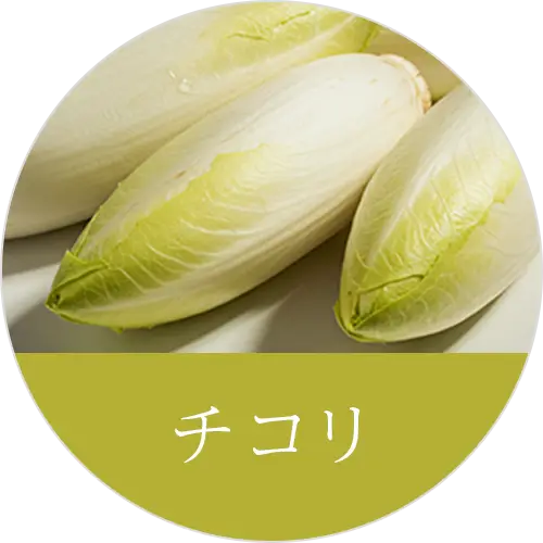 チコリの画像(グランツ公式サイトから引用)