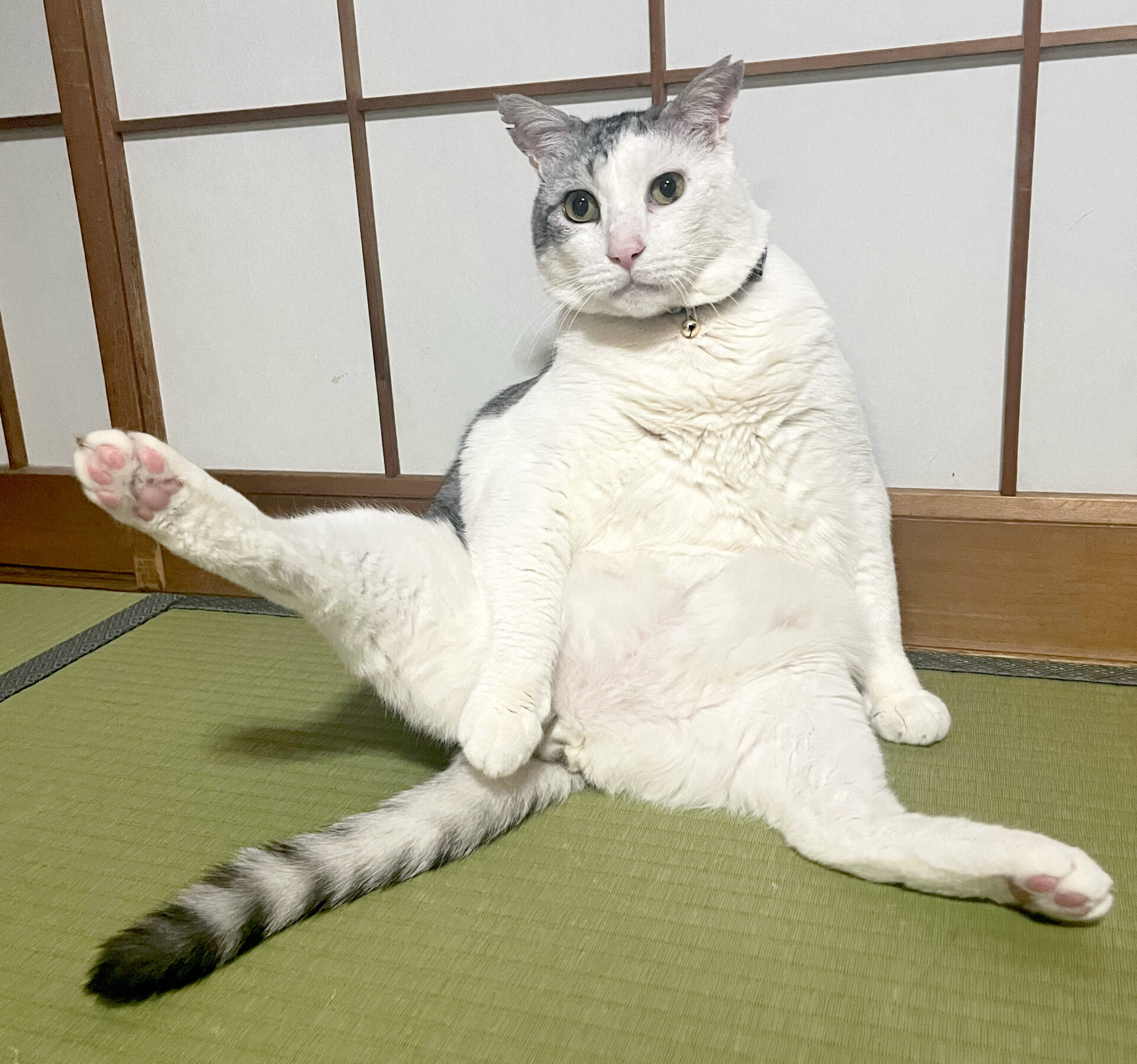 猫の写真