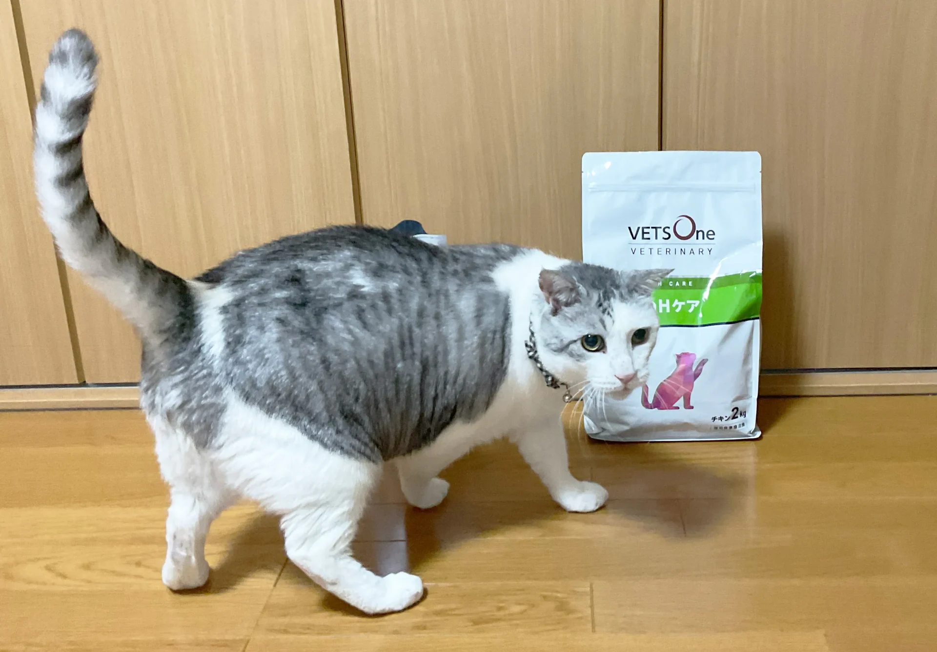 ベッツワンの商品と猫が写っている写真