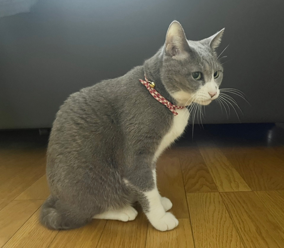 愛猫(きなこ)の写真