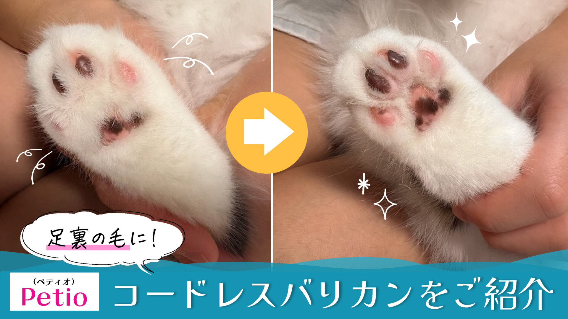【猫の肉球用バリカン】スコティッシュフォールド（長毛種）の足裏の毛を処理するのに最適なバリカンを紹介