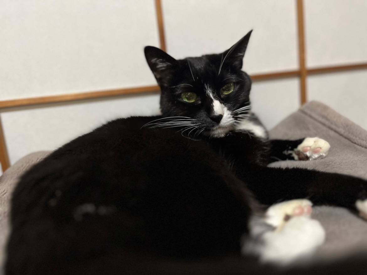 食欲低下中のあずきの写真