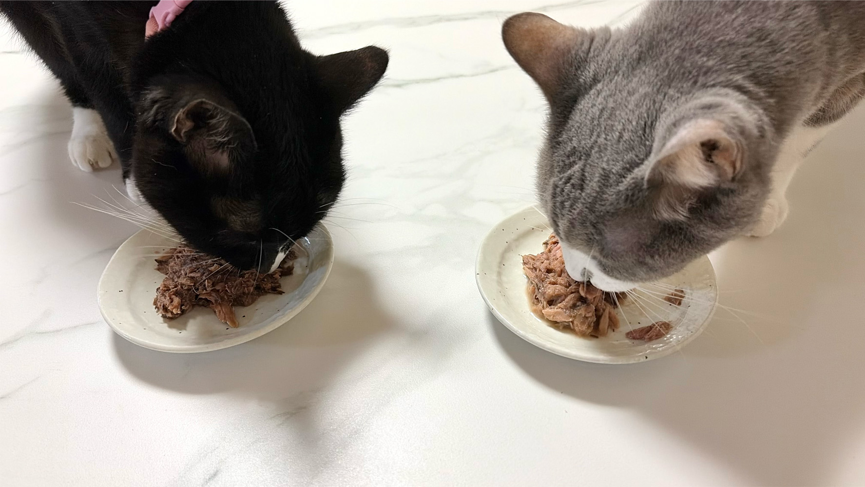 愛猫がウェットを食べている写真