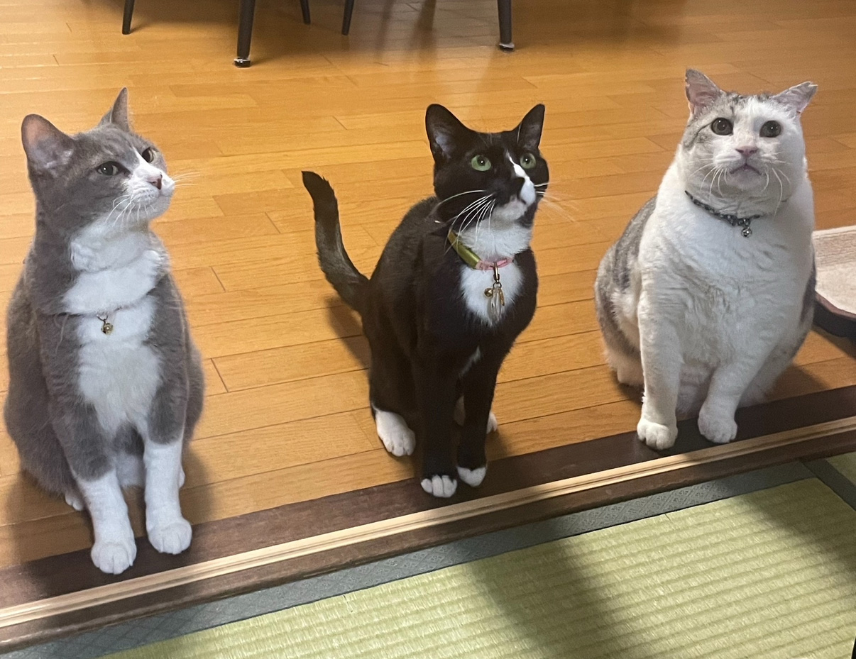 愛猫3匹の写真